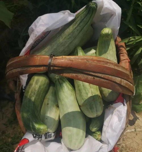 吃瓜怎么看好货,教你如何从吃瓜中挑选好货