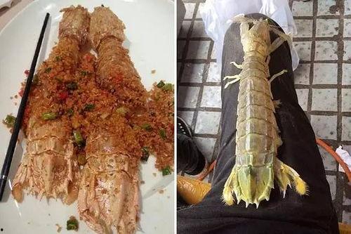 网红虾蛄,海鲜界的“网红”新宠