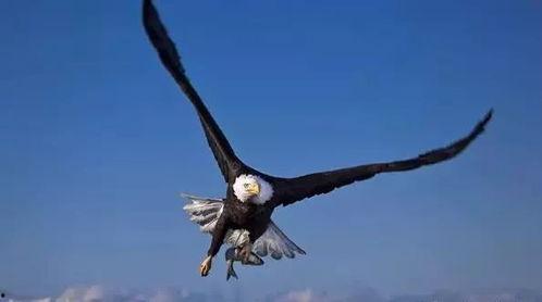 上帝之鹰爆料视频,事件真相与背后故事