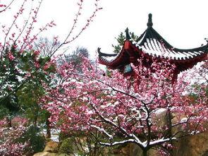 武汉梅园最新爆料,探寻古韵新颜的园林魅力