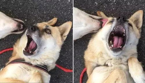 八字桥网红狗,萌宠传奇，治愈无数人心”