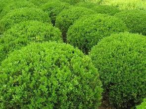 明星黄杨图片欣赏