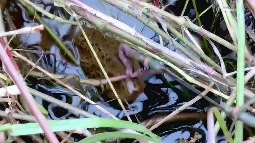 钩子吃大瓜,网络热梗背后的故事与影响